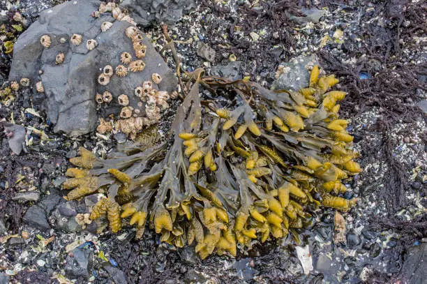 Fucus distichus or rockweed is a species of brown alga in the family Fucaceae to be found in the intertidal zones of rocky seashores in the Northern Hemisphere. Sitka Sound, Alaska. Seaweed, kelp.