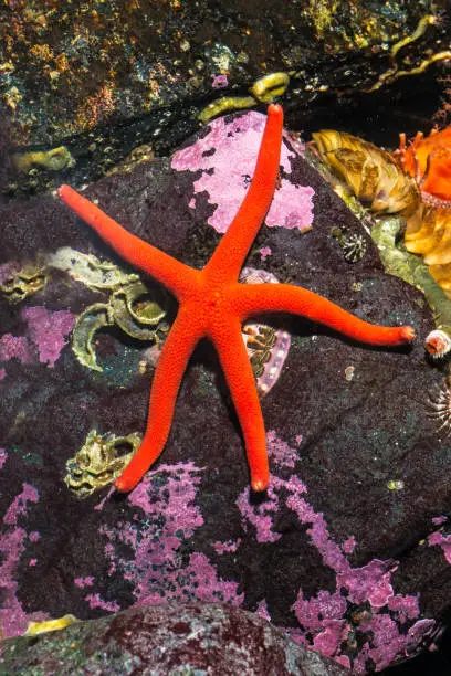 Henricia leviuscula, commonly called the Pacific blood star, it is a species of sea star found along the Pacific coast of North America.  Sitka, Alaska.