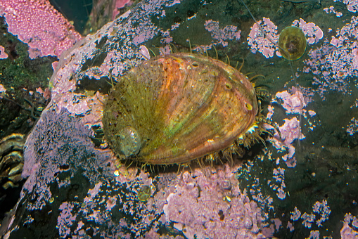Haliotis kamtschatkana, northern abalone or pinto abalone, is a species of large sea snail, a marine gastropod mollusc in the family Haliotidae, the abalones. It has been listed as \