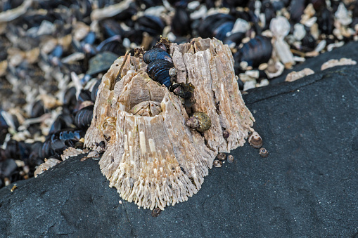 Semibalanus cariosus, known as the thatched barnacle, rock barnacle or horse barnacle, is a species of acorn barnacle occurring in the northern Pacific Ocean. Sitka, Alaska.