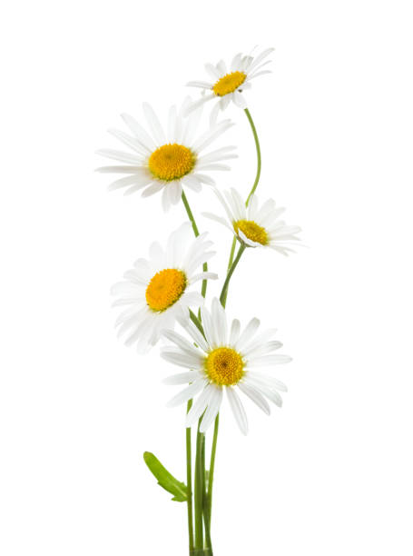 istock Five flowers of Chamomile ( Ox-Eye Daisy ) isolated on a white background. 1266819063