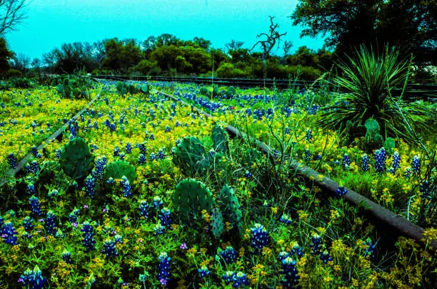 train track going through field of Texas wildflowers in non-urban scene
