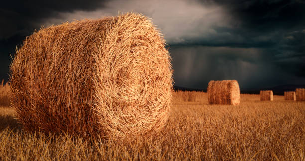 istock Hay Bales before the Storm 1266819171