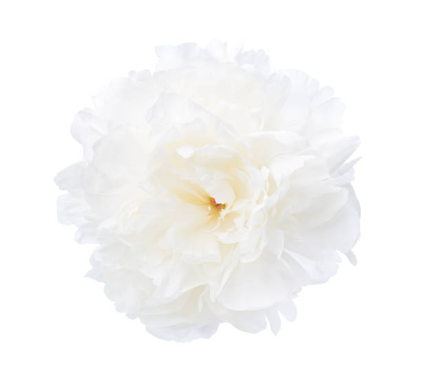 istock White  peony isolated on white background. Close-up 1266819334