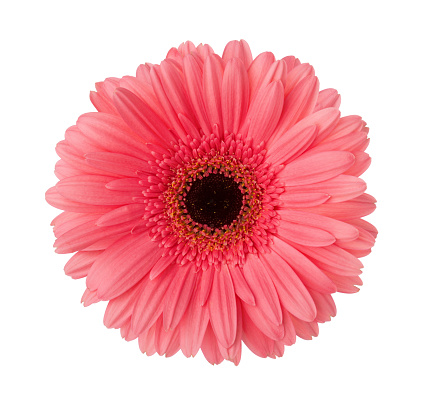 Gerbera flower of light pink-red color isolated on white background.