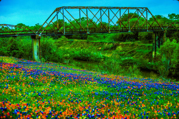 rustic metal bridge going over river in background and Texas bluebonnet wildflower field in foreground