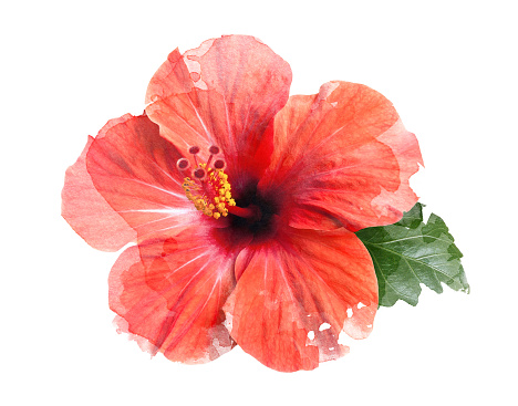 Hibiscus produces large, funnel-shaped or trumped-shaped flowers with soft petals and attractive large stamens. It is a perennial flowering plant and flowers through the year. Hibiscus flowers come in a variety of colors, including red, pink, orange, white and yellow.\nIt also has medical uses; the flowers and leaves can be made into tea and liquid extracts that can help treat a variety of conditions.