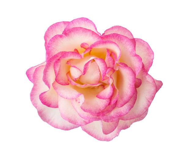 istock White-pink rose  isolated on white background.  Close-up. 1266820742