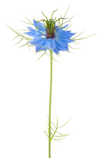 istock Nigella Damascena flower isolated on white background. 1266820956