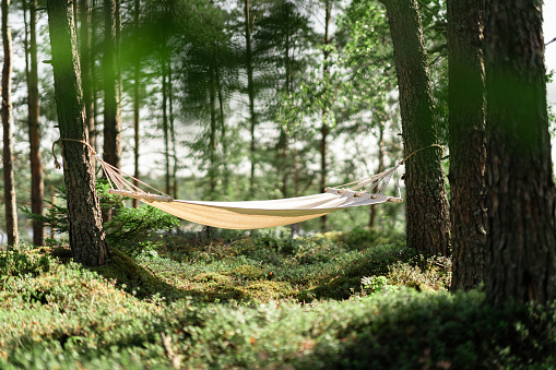 An empty hammock is hanging between two pine trees in a beautiful forest in Sweden.