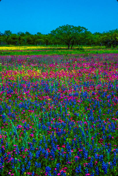 istock Texas bluebonnet wixed wildflowers in meadow trees 1266821553