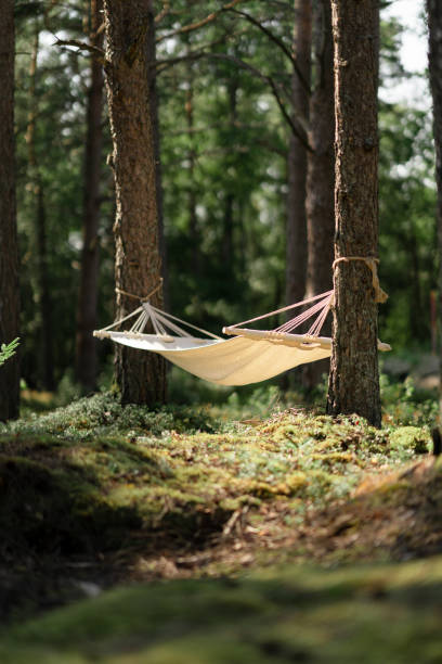 Empty hammock hanging between two trees in a forest An empty hammock is hanging between two pine trees in a beautiful forest in Sweden. hanging moss stock pictures, royalty-free photos & images