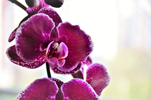 The beautiful Purple Phalaenopsis Orchid with flowers and buds on the balcony