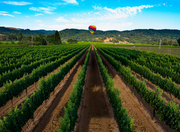 hot air ballooning over napa valley, ca - hot air balloon california napa napa valley imagens e fotografias de stock