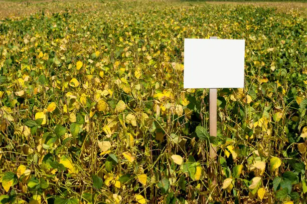 Yellowing leaves of soyabean field, in the untreated field with pointers demonstration plots