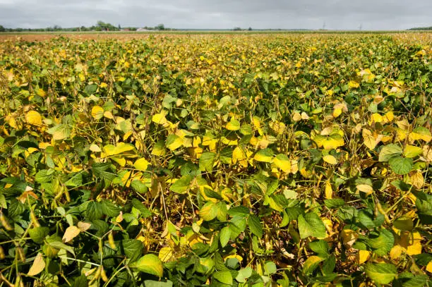 Yellow leaves of soyabean field, in the untreated field, top view