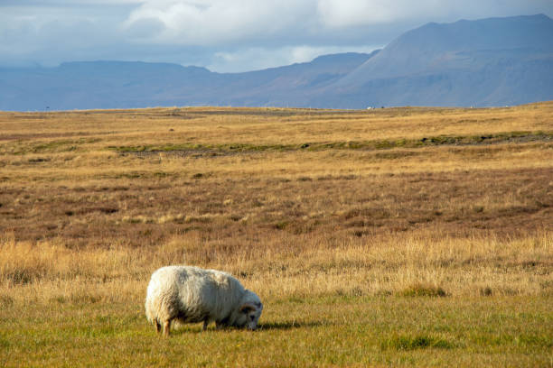 istock white sheep on a meadow in Iceland 1266824431