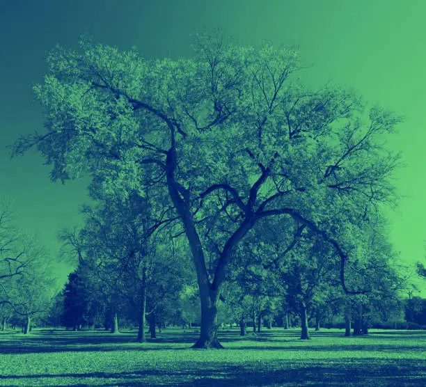 Big twisted tree with colorful green and blue duotone color effect