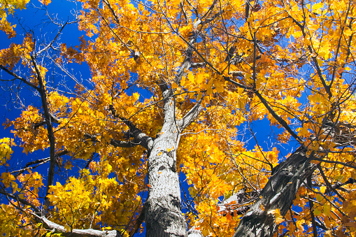 Autumn trees and blue sky