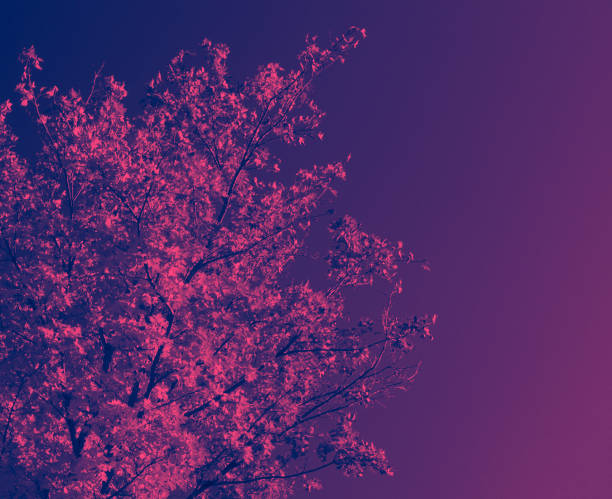 istock Colorful fall tree with pink and blue duotone colors 1266824782
