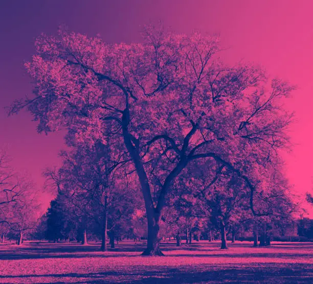 Big twisted tree with colorful pink and blue duotone effect