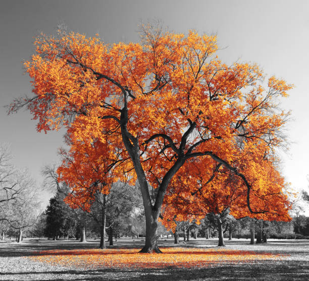istock Big orange tree in a black and white landscape 1266825015