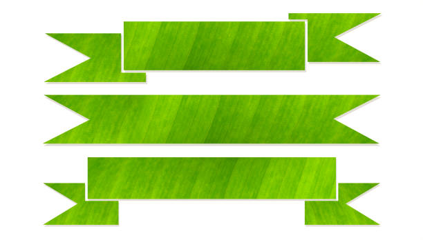 Close up set of ribbon green leaves texture with  blank empty space for text, natural label template design concept on white background.