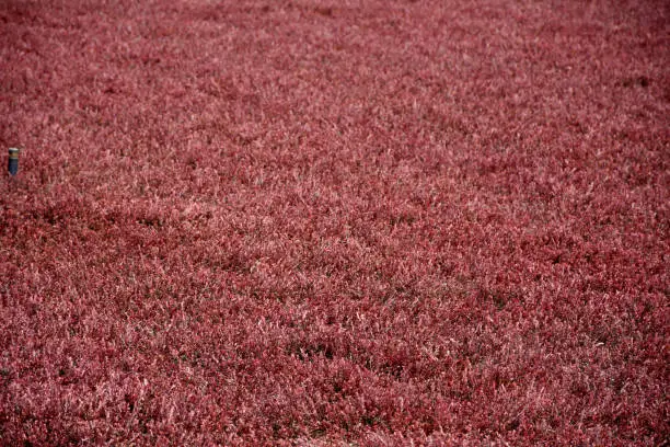 Stunning red cranberry vines thriving in a bog.