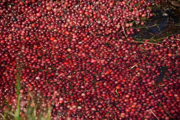 Floating red cranberries on a cranberry bog.