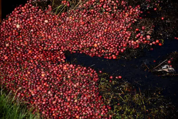 Pile of brilliant red cranberries floating in water on a bog.