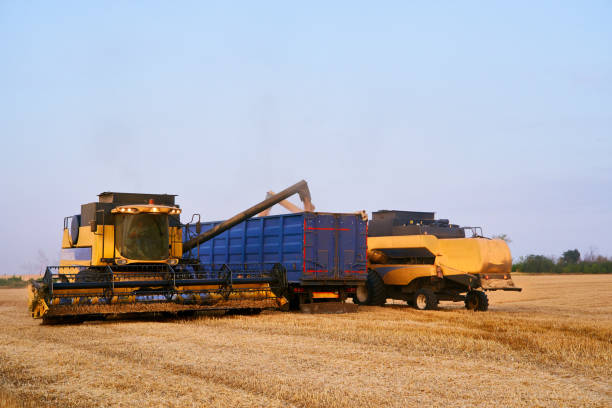 Overloading grain from the combine harvesters into grain truck in the field. Harvester unloder pouring just harvested wheat into grain box body. Farmers at work. Agriculture harvesting season theme. sobrecargar el grano de las cosechadoras combinadas en un camión de grano en el campo. unloder cosechador vertiendo trigo acaba de cosechar en el cuerpo de la caja de grano. agricultores en el trabajo. tema de la temporada de cosecha de agricultura