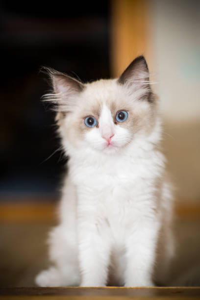 two month old Ragdoll kitten at home stock photo