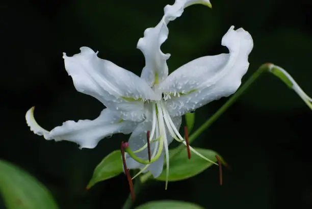 Blooming white stargazer lily flower bloom in a garden.