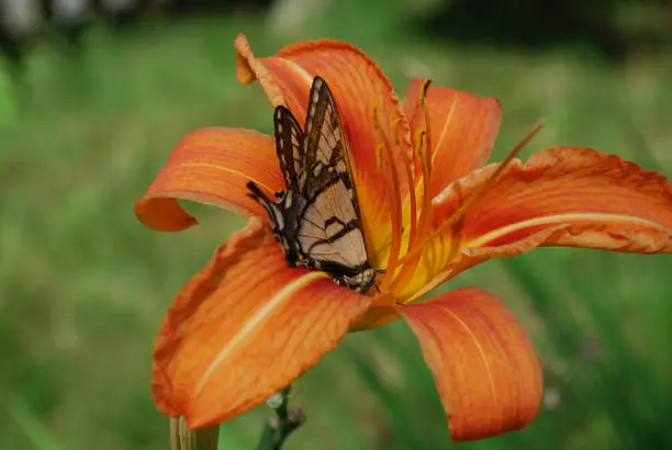 Pretty orange lily with a butterfly sitting on it's petals.