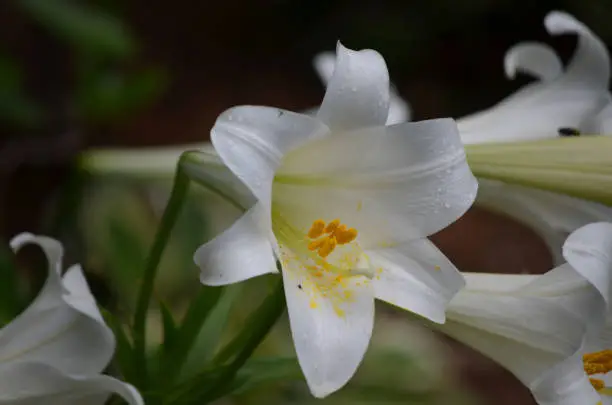 White blooming lily with yellow pollen on it's stamen.
