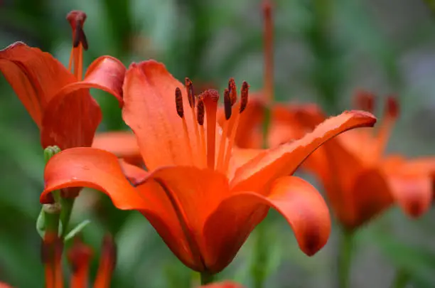 Amazing flowering orange lily in a garden.