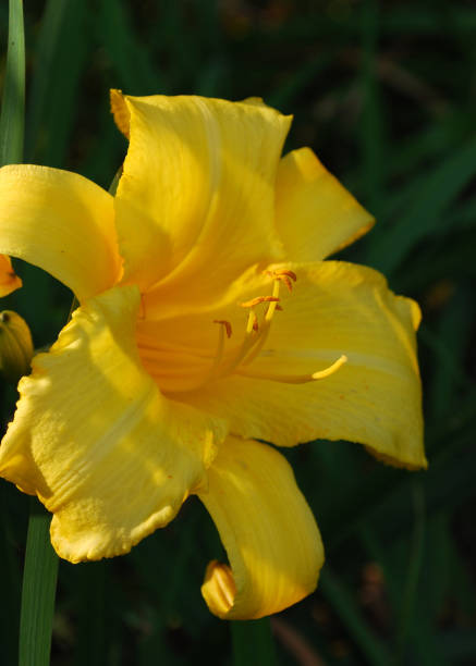 istock Gorgeous Yellow Flowering Day Lily 1266827426