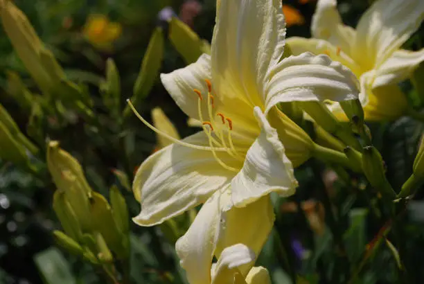 Garden of daylilies with a pale yellow lily blooming.