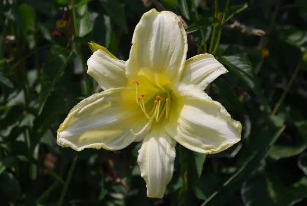 Pale yellow lily flower blossom in a garden.