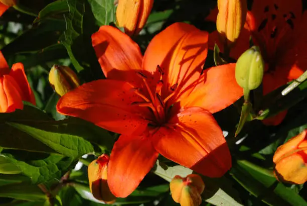 Flowering orange lilies and lily buds in a garden.