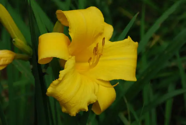 Blooming yellow daylily in a garden flowering.