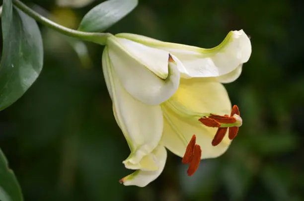 Pretty flowering pale yellow lily blossom in a garden.