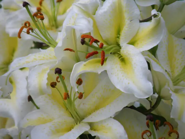 Gorgeous flowering white cluster of blooming white lilies in a bouquet.