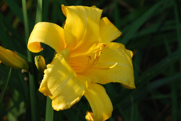 istock Gorgeous Yellow Flowering Day Lily 1266827504