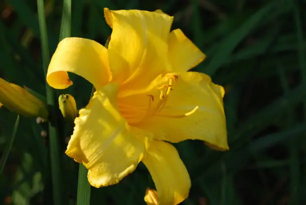 Brilliant yellow lily flowering and blooming in a garden.