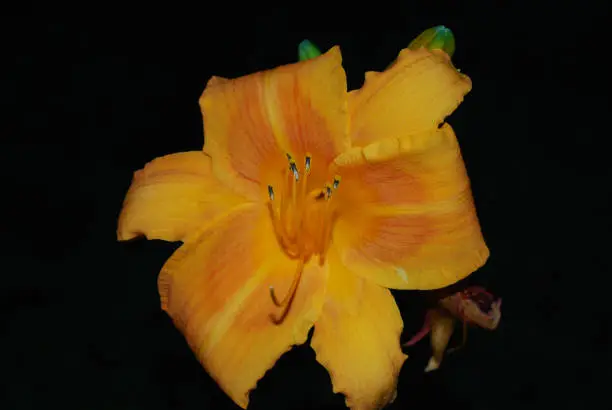Garden with a blooming orange daylily.