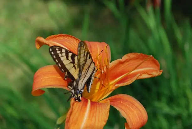 Very pretty orange lily with a butterfly sitting on it's petals.
