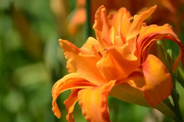 Garden with a brilliant orange daylily flowering.
