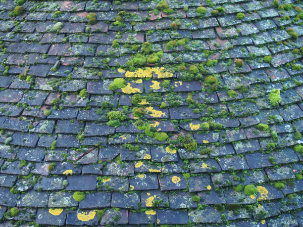 istock old overlapping dark terracotta roof tiles covered in green moss and algae 1266828305