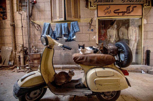 gatos sentados en una motocicleta en un callejón de el cairo cerca del bazar khan el khalili, egipto. - el khalili fotografías e imágenes de stock